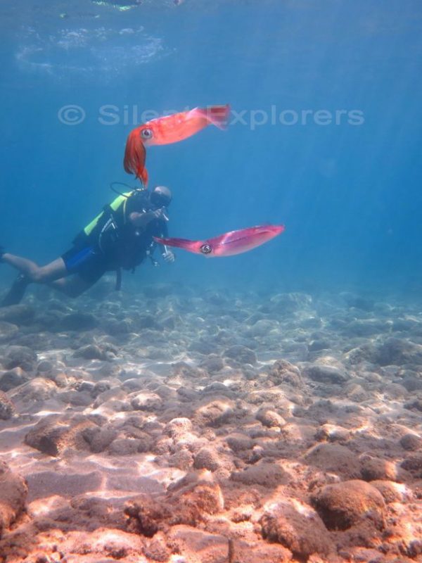 Scuba dive photos Siilent Explorers Kos island Greece