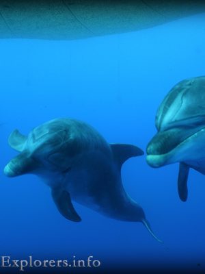 Scuba dive photos Siilent Explorers Dolphins & Tunas dive Kos island Greece