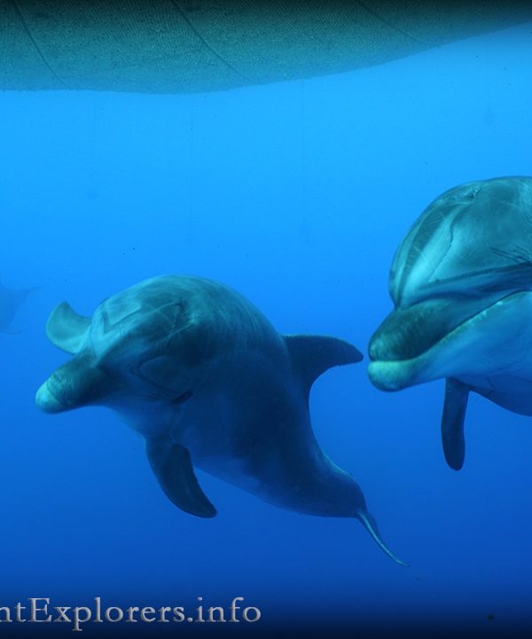 Scuba dive photos Siilent Explorers Dolphins & Tunas dive Kos island Greece