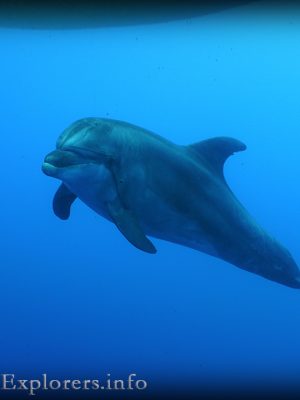 Scuba with dolphins Kos