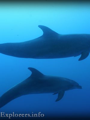 Scuba diving photos Siilent Explorers Dolphins & Tunas dive Kos island Greece