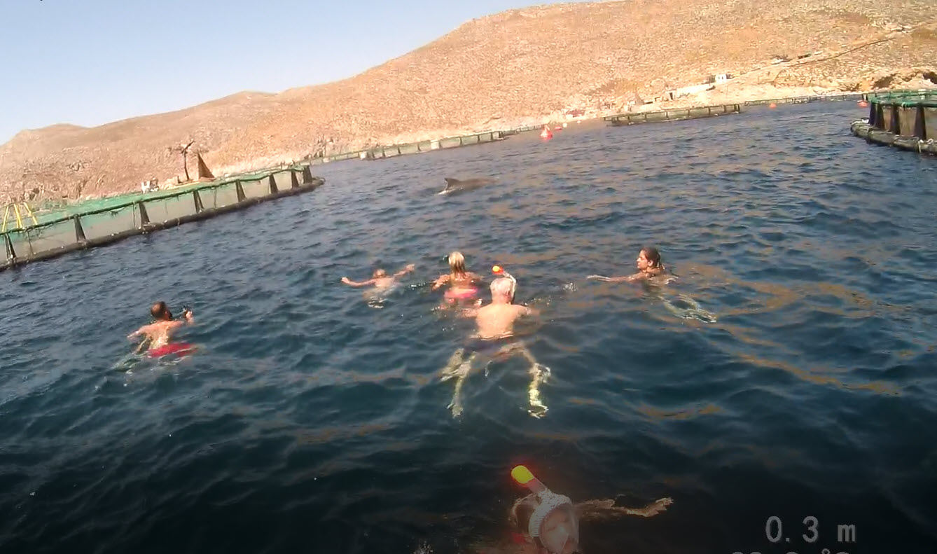 Dolphins Kos Snorkeling